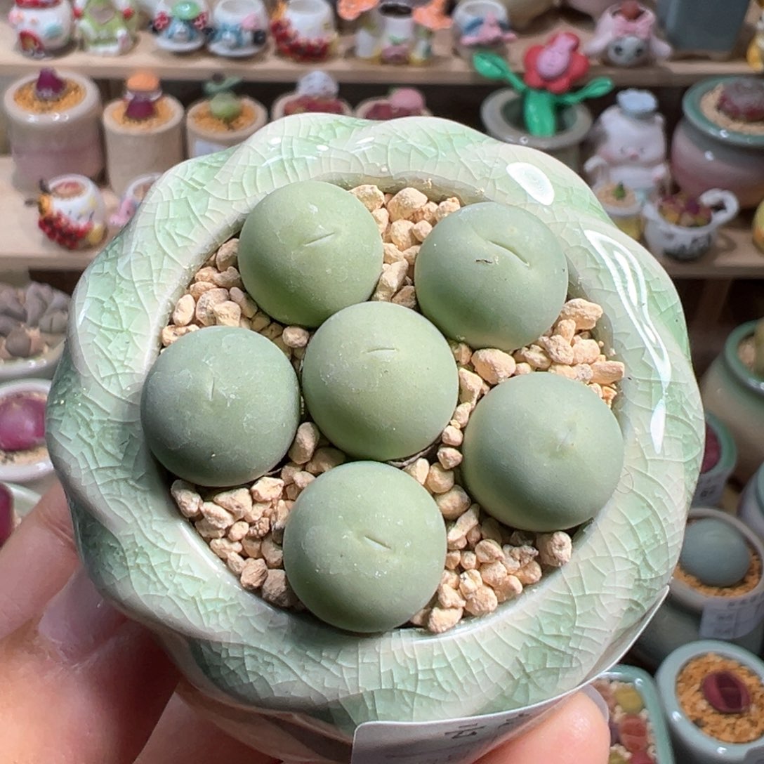 多肉植物131号鸽子蛋