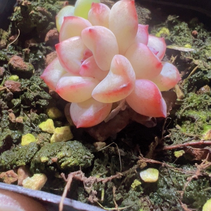 泡芙石化多肉植物大战