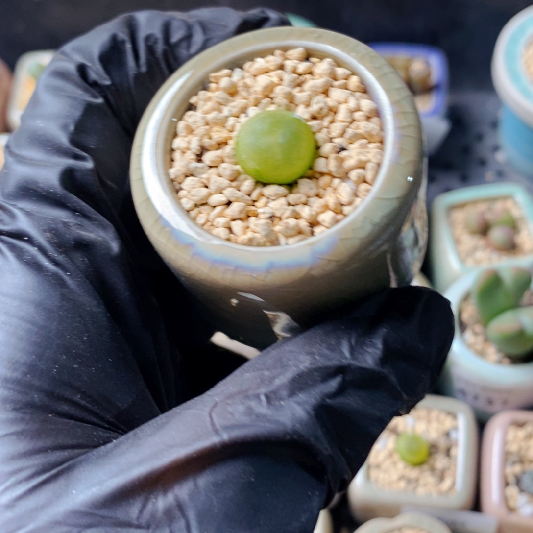 4796--一物一拍 带盆