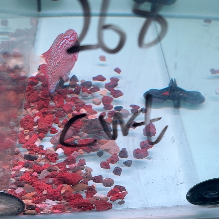 罗汉鱼F1古幻罗汉观赏鱼