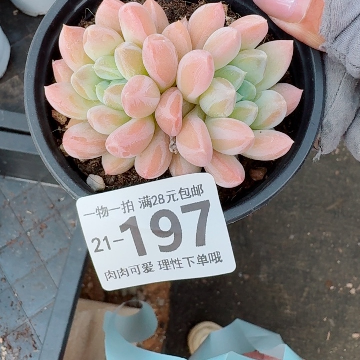 星空美人无盆土发货多肉