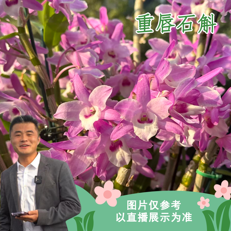 重唇石斛室内阳台观花植物花卉盆栽四季观花