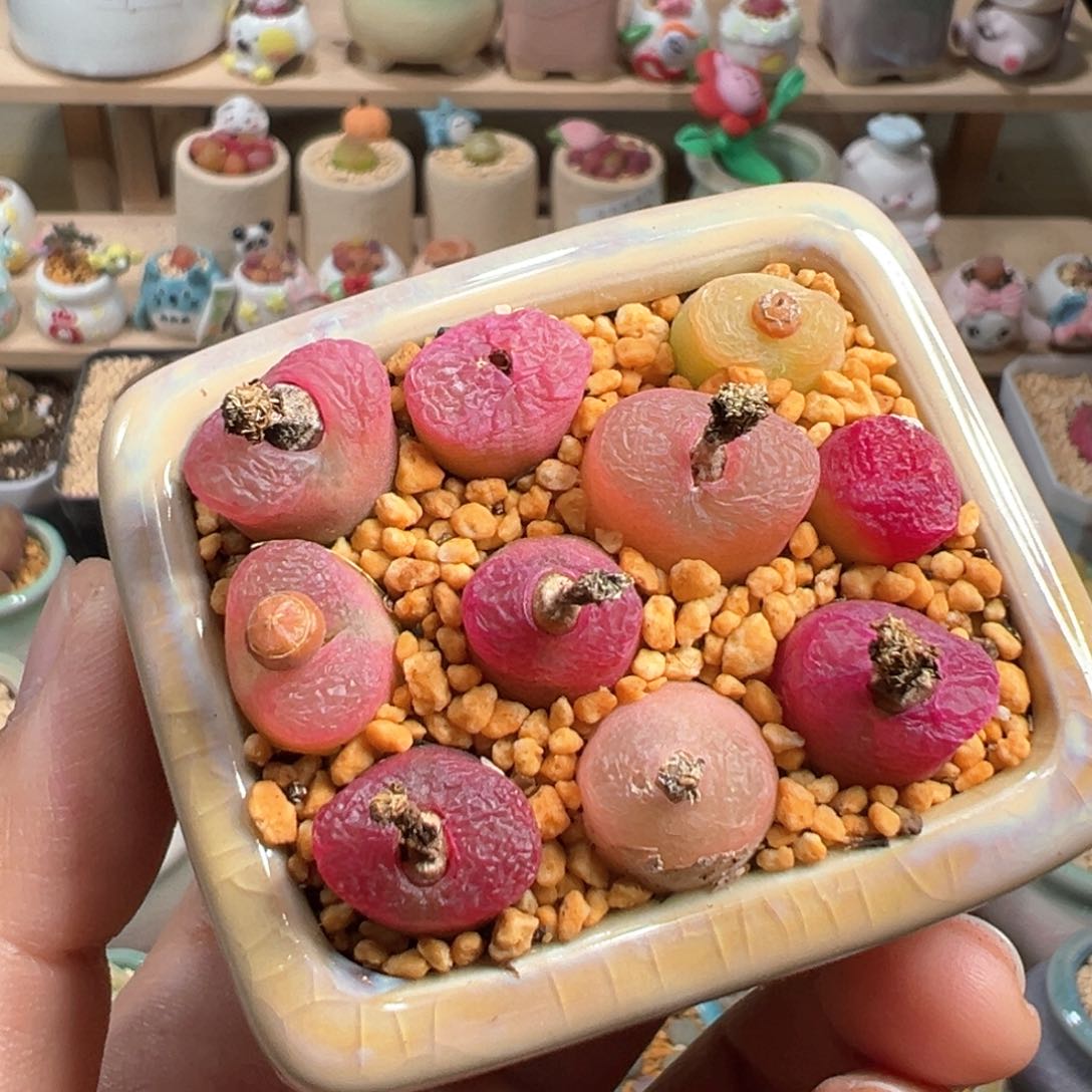 多肉植物159号毛毛