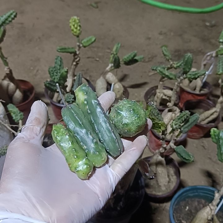 鱼***鸟6个水仙侧芽多色一组