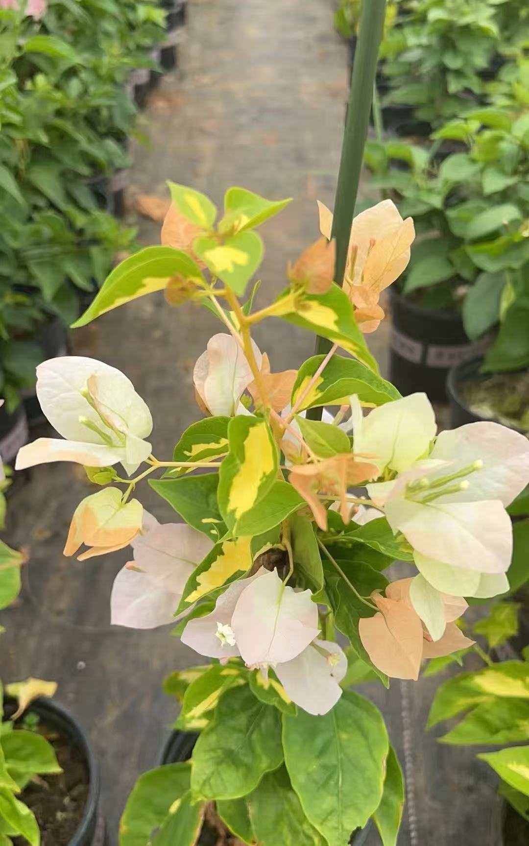 【金星黄白】赏花观叶勤花耐活一加仑三角梅