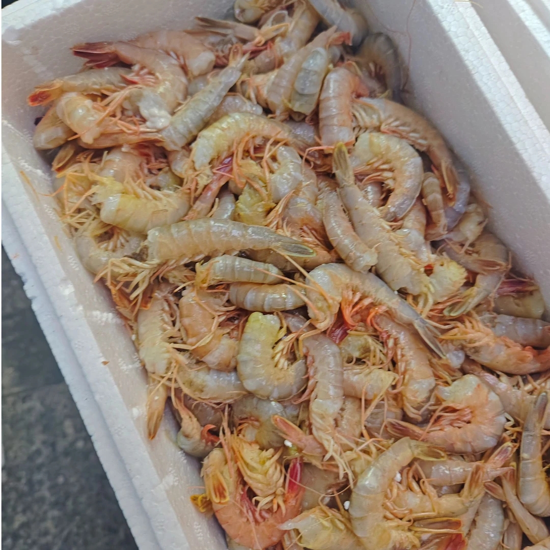 《去头大号鲜铁皮虾》做馅 海味足 5斤装 天津发货