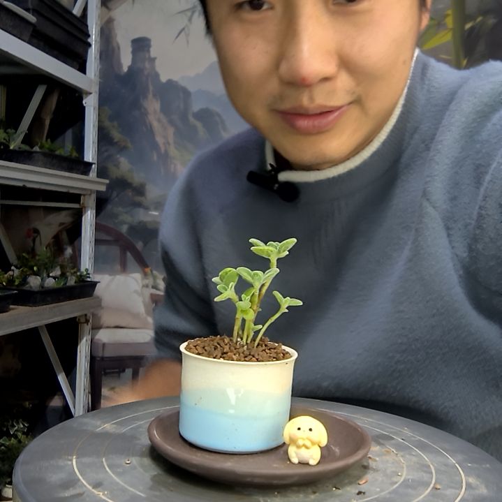 久***景中青园艺一物一拍花208