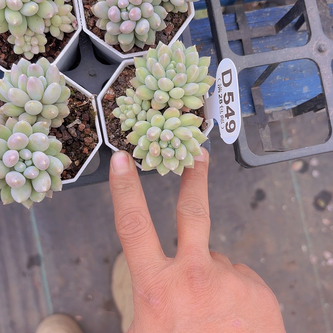 草*雪D549糖豆一物一拍