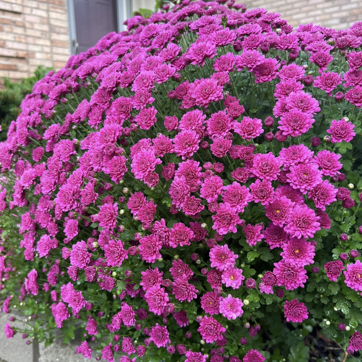 子午樱桃球菊盆栽多年生庭院阳台耐热耐晒爆花强新手易养护发货快