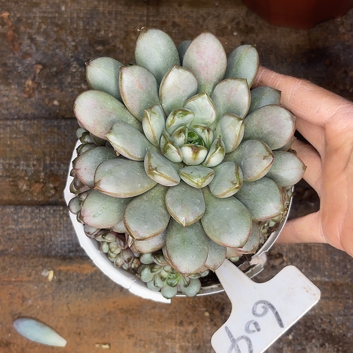 不售后，散，基地清货葡萄604