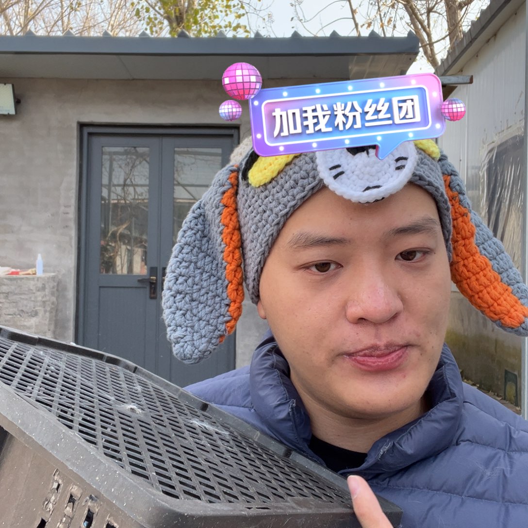 宠物兔英系安哥拉兔