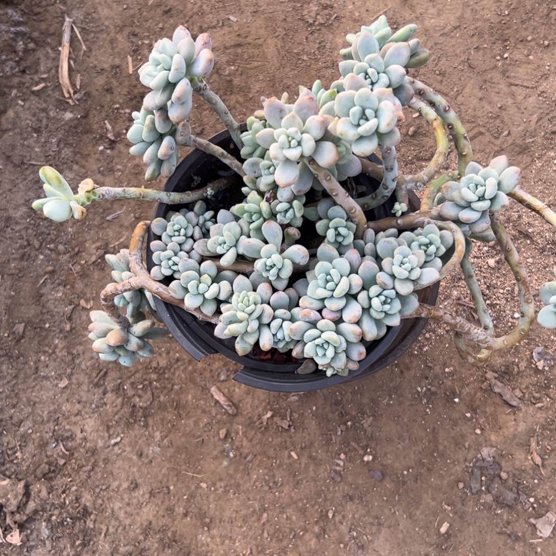 多肉植物红洛神老庄