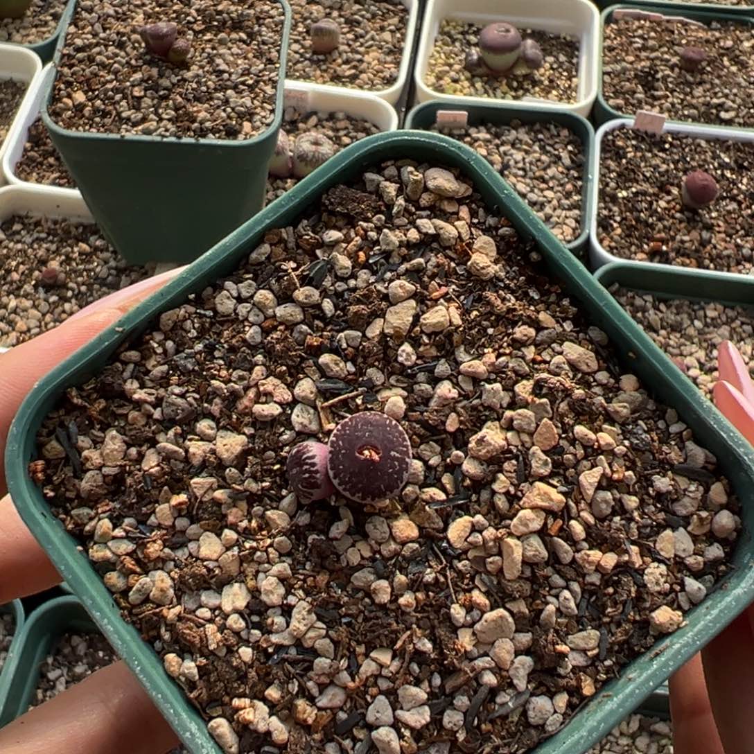 锦***王特选黑洞后代多肉