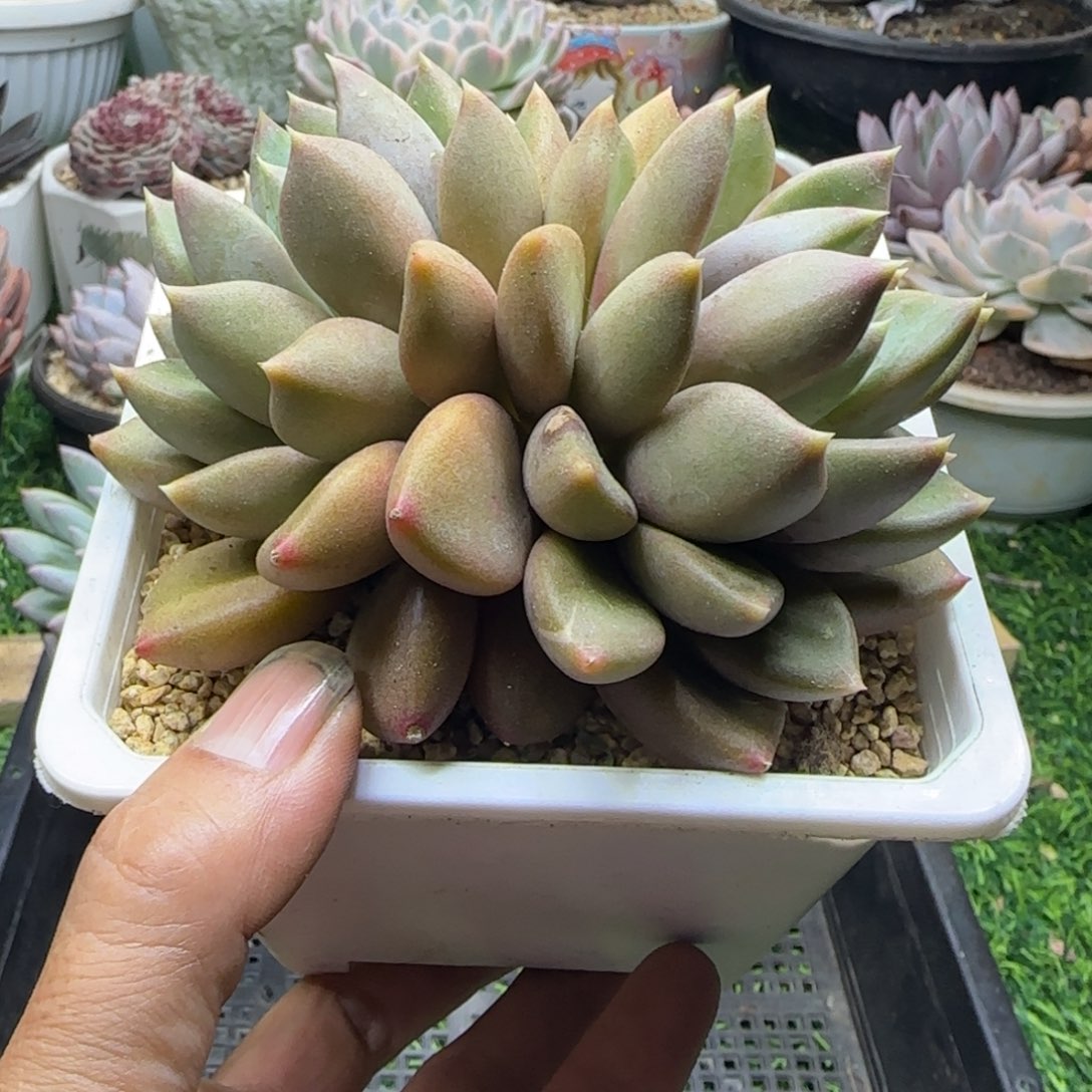 锦安精品多肉植物219