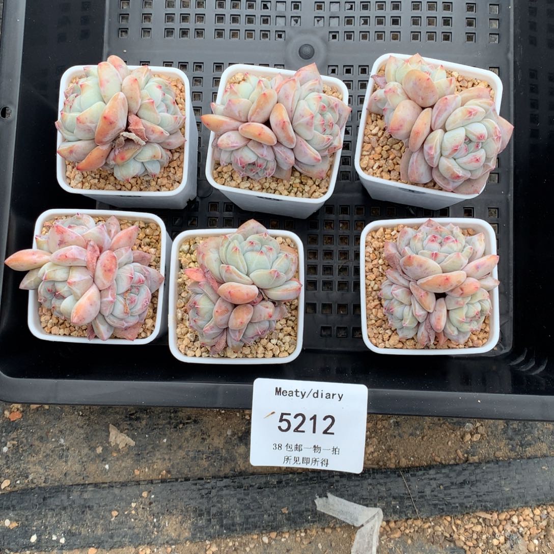 特5212精控星影石榴籽4到5厘米6颗一组