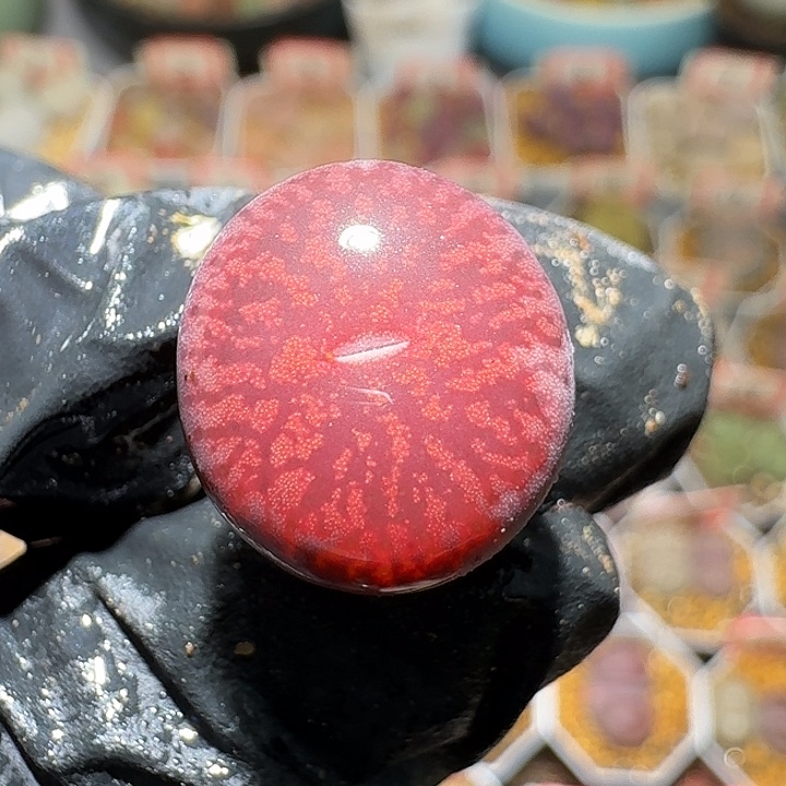 生石花2:：，星。 390号