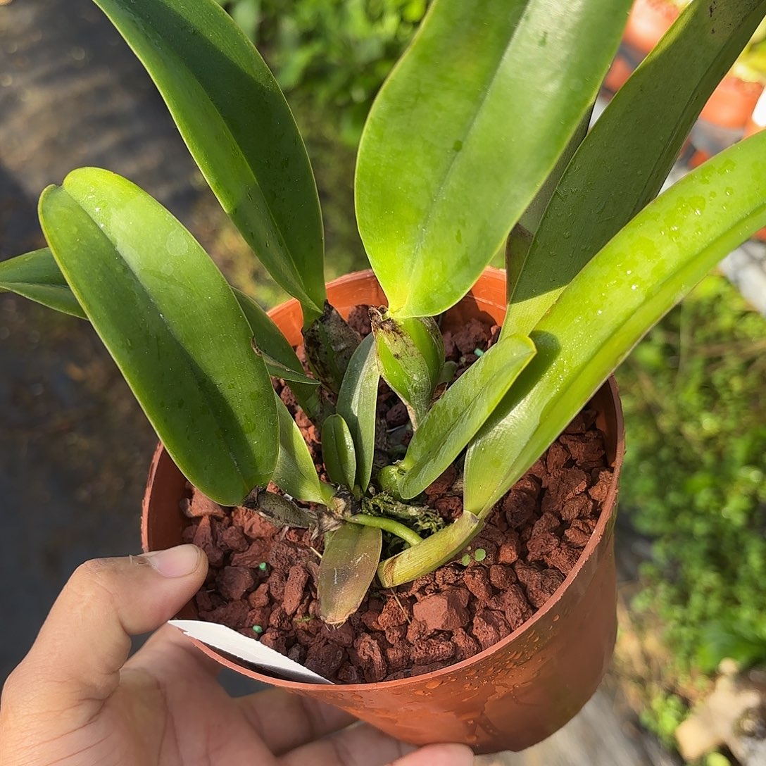 完全开放舒罗一颗