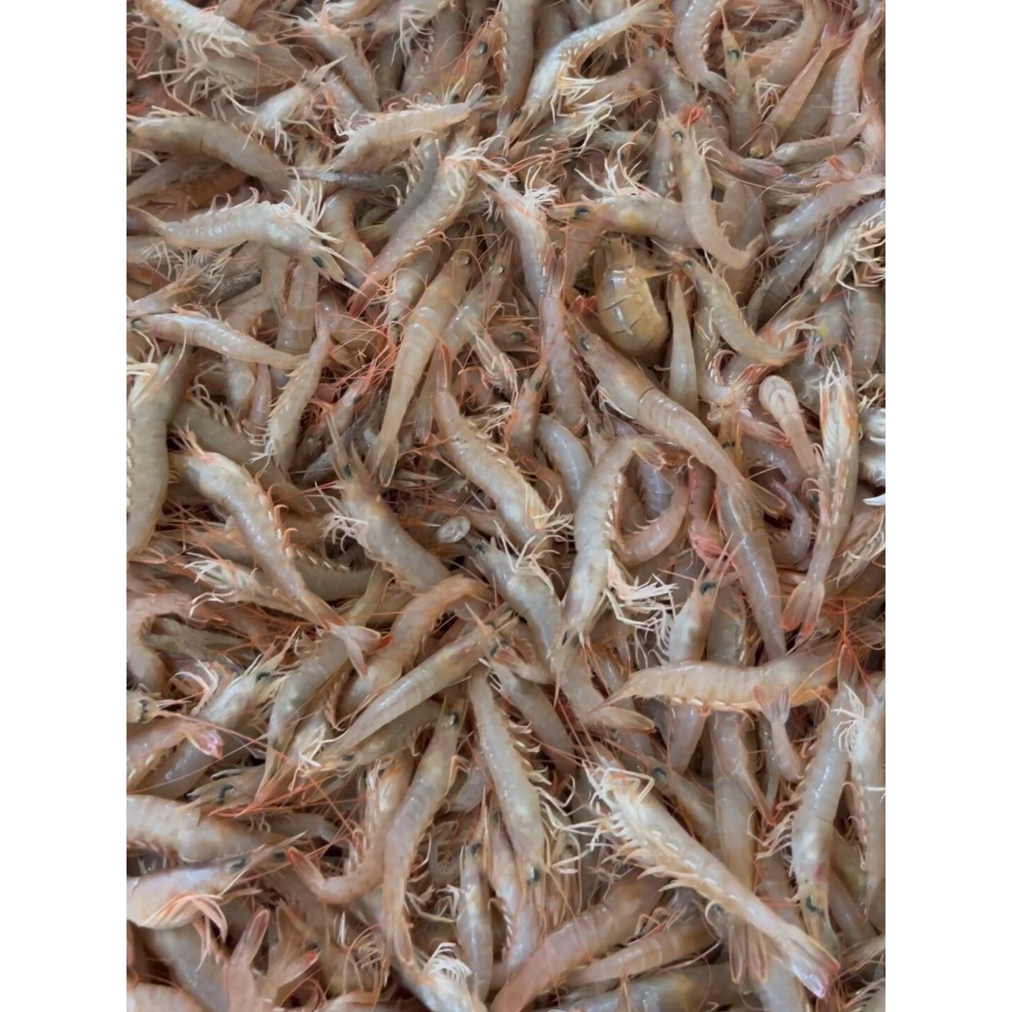 大连当地野生灯笼红虾