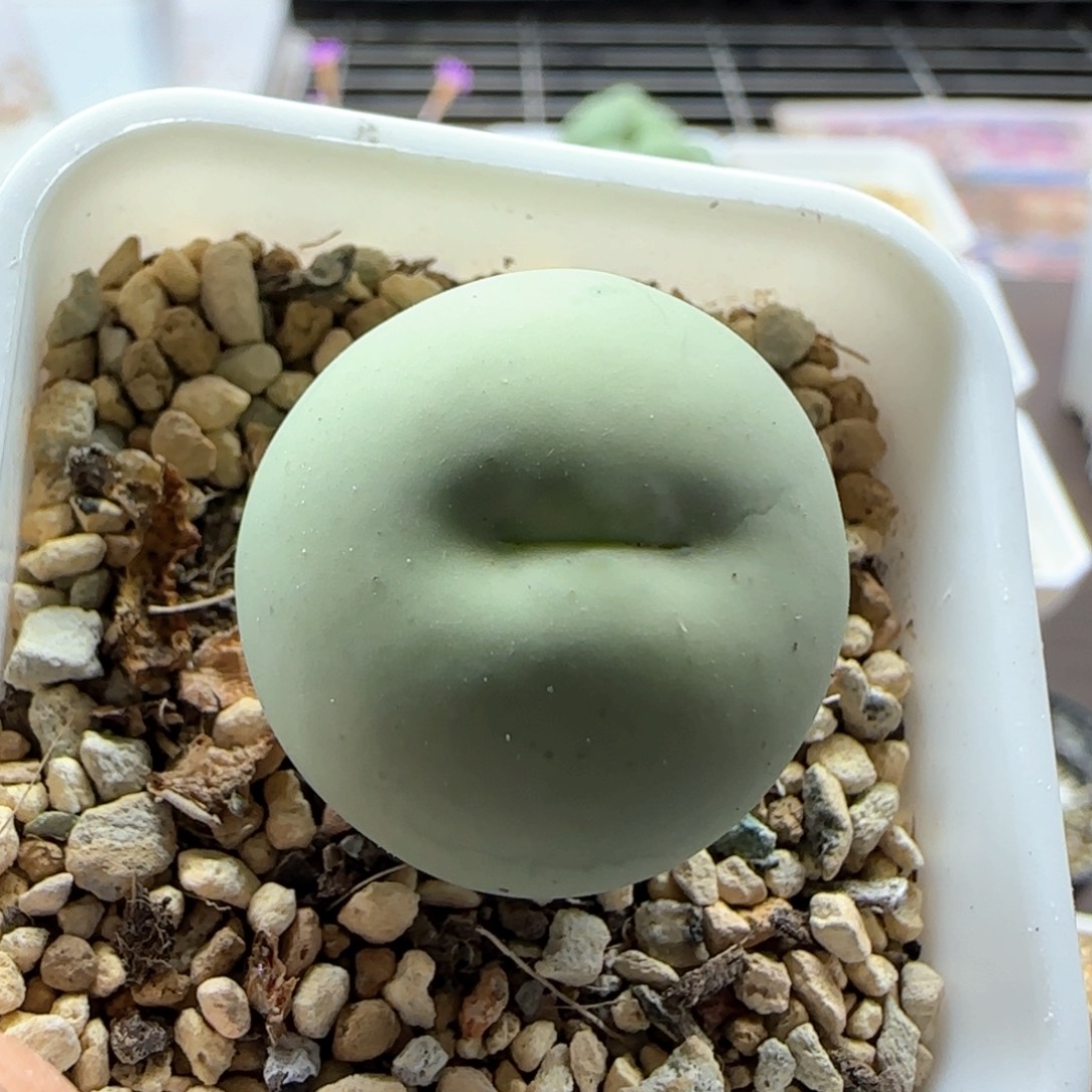 l***a6250 大白多肉植物园