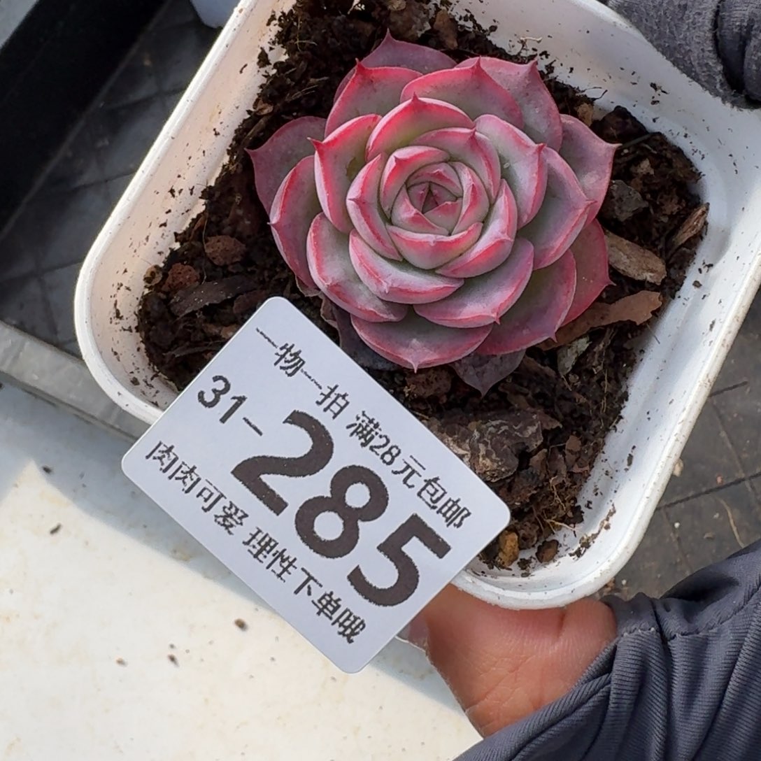 侧影无盆土发货无