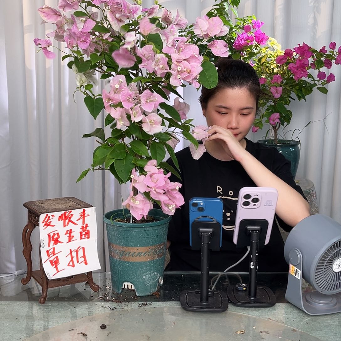当前无花栽培后可以开花广红樱带竹一颗
