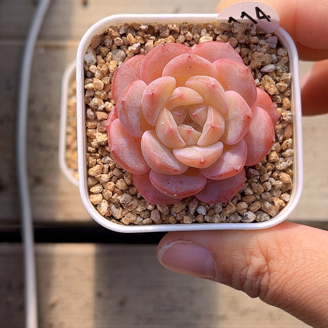 114 新品珍妮 满18包邮