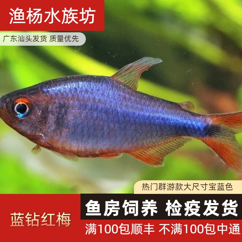 【渔扬水族】蓝钻红梅灯鱼热带观赏鱼鱼缸淡水耐活好养观赏鱼灯科鱼