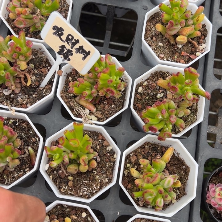 吸财树锦叶片微瑕疵一颗量拍多肉满20包邮初7发