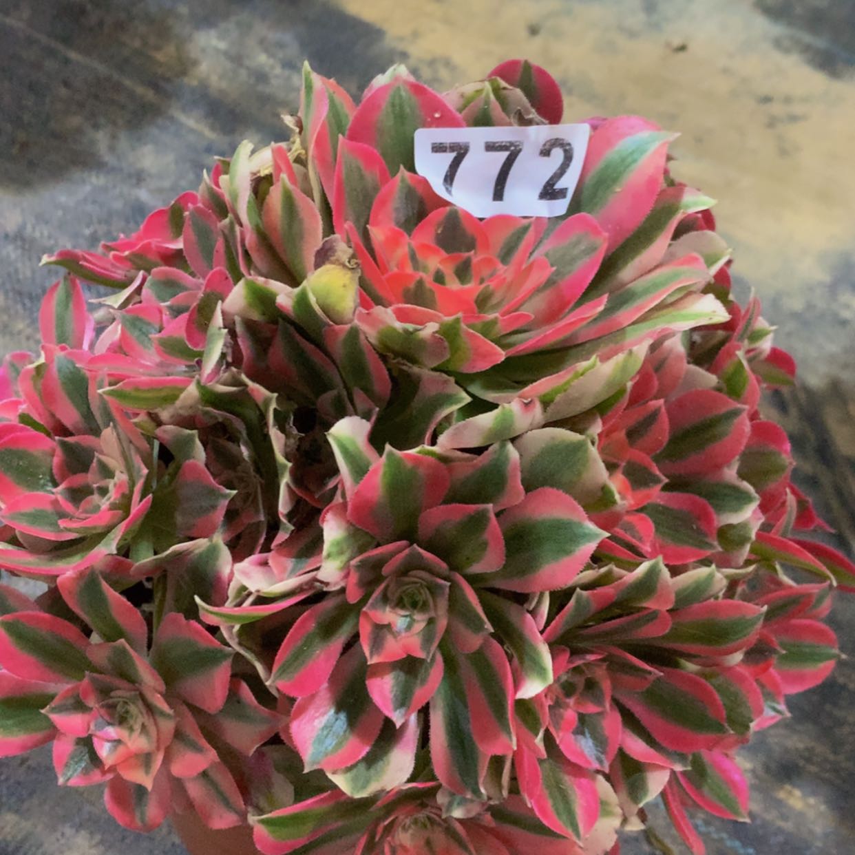 【闪购商品】772女巫多肉