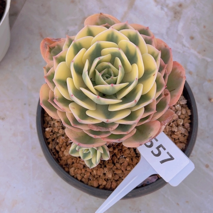 健健康康平平安安