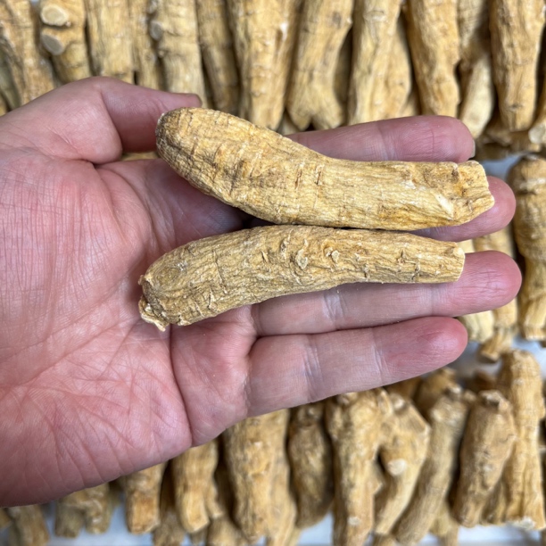【宽少精选】超大粒头15克一粒加拿大花旗参年份长 味道浓