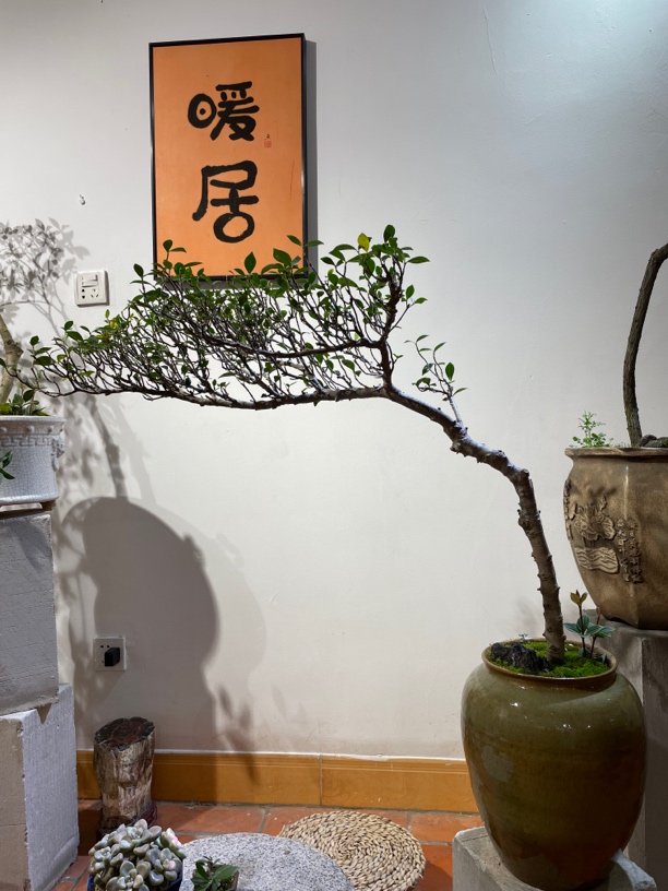 海岛栀子花盆景绿植花卉茶台茶空间办公室阳台客厅景观造景设计