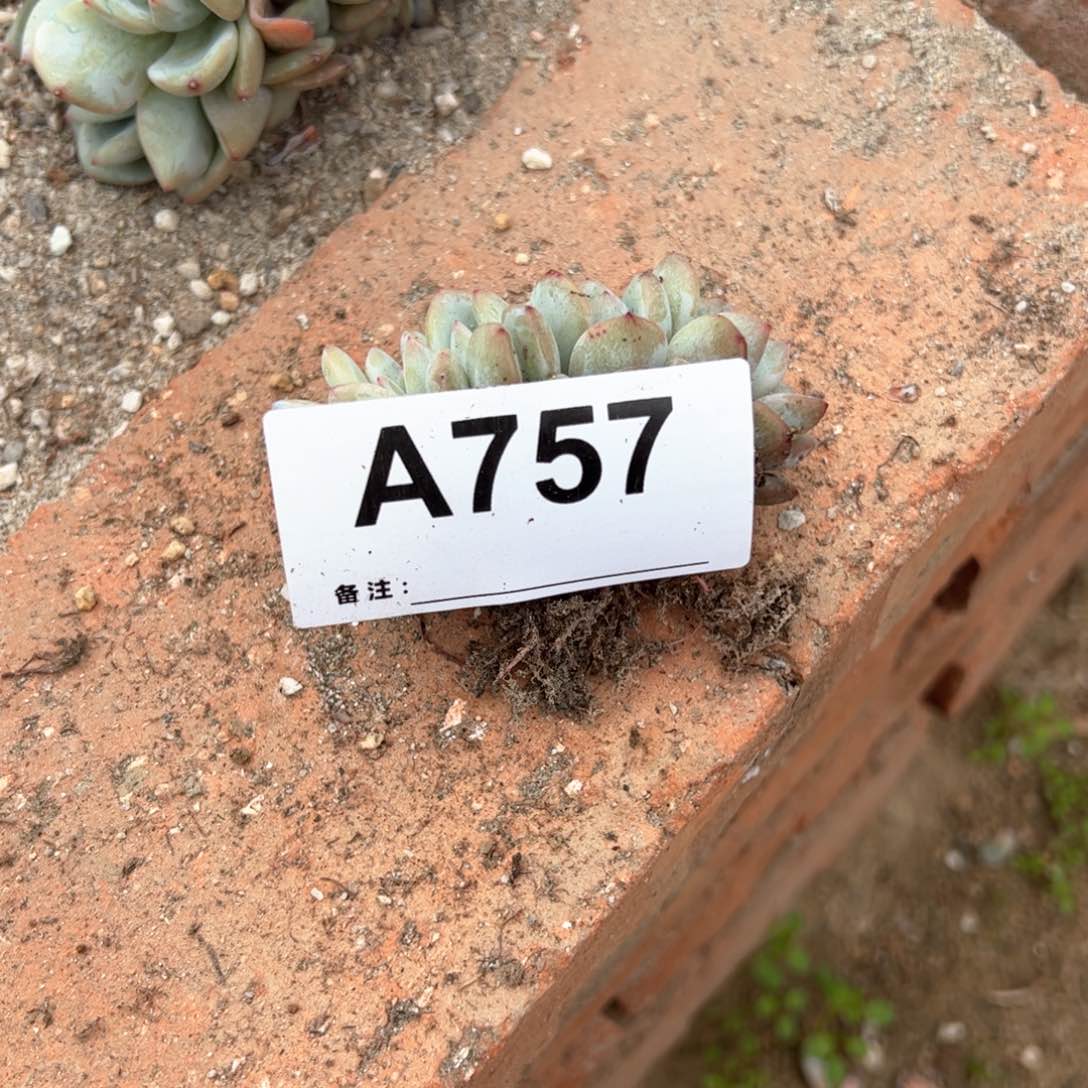 亲757 多肉多肉多肉多肉多肉