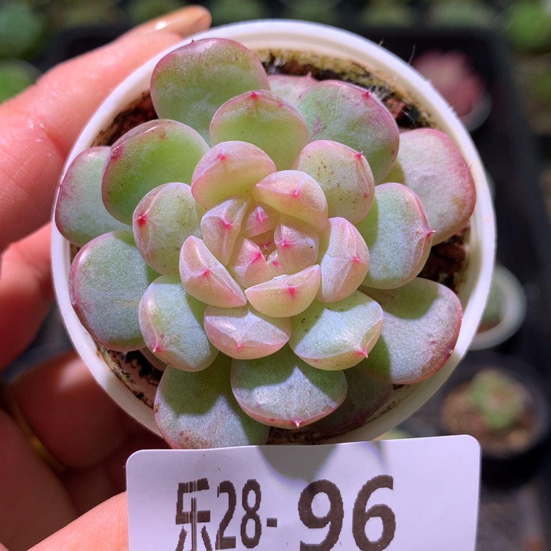 乐然28-96 新品单头 