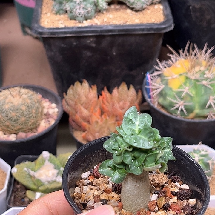 无花朵卡汉羊角沙漠玫瑰