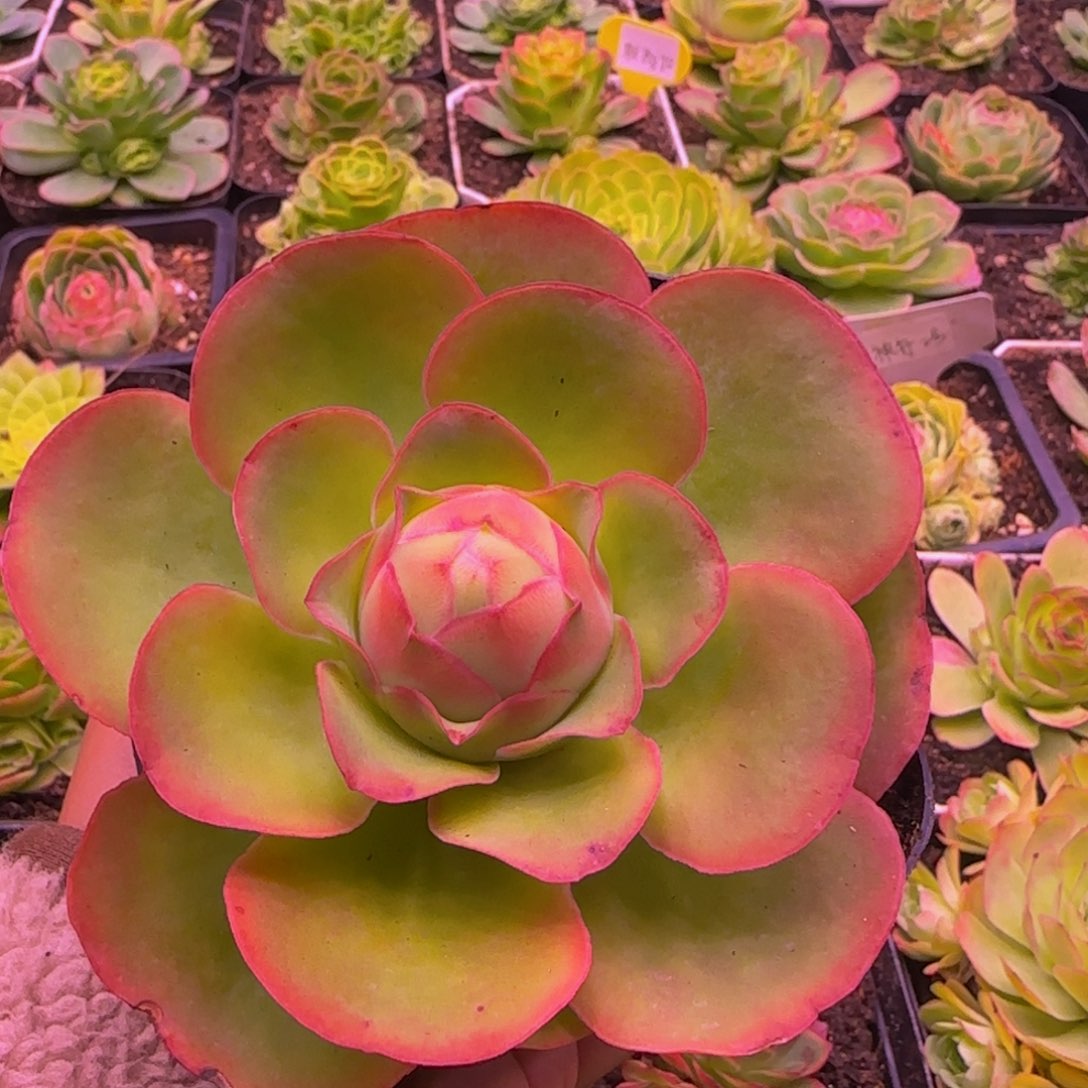 凤隐1235343737373537373733