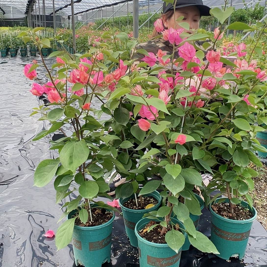 当前无花栽培后可以开花阿朱娜一棵
