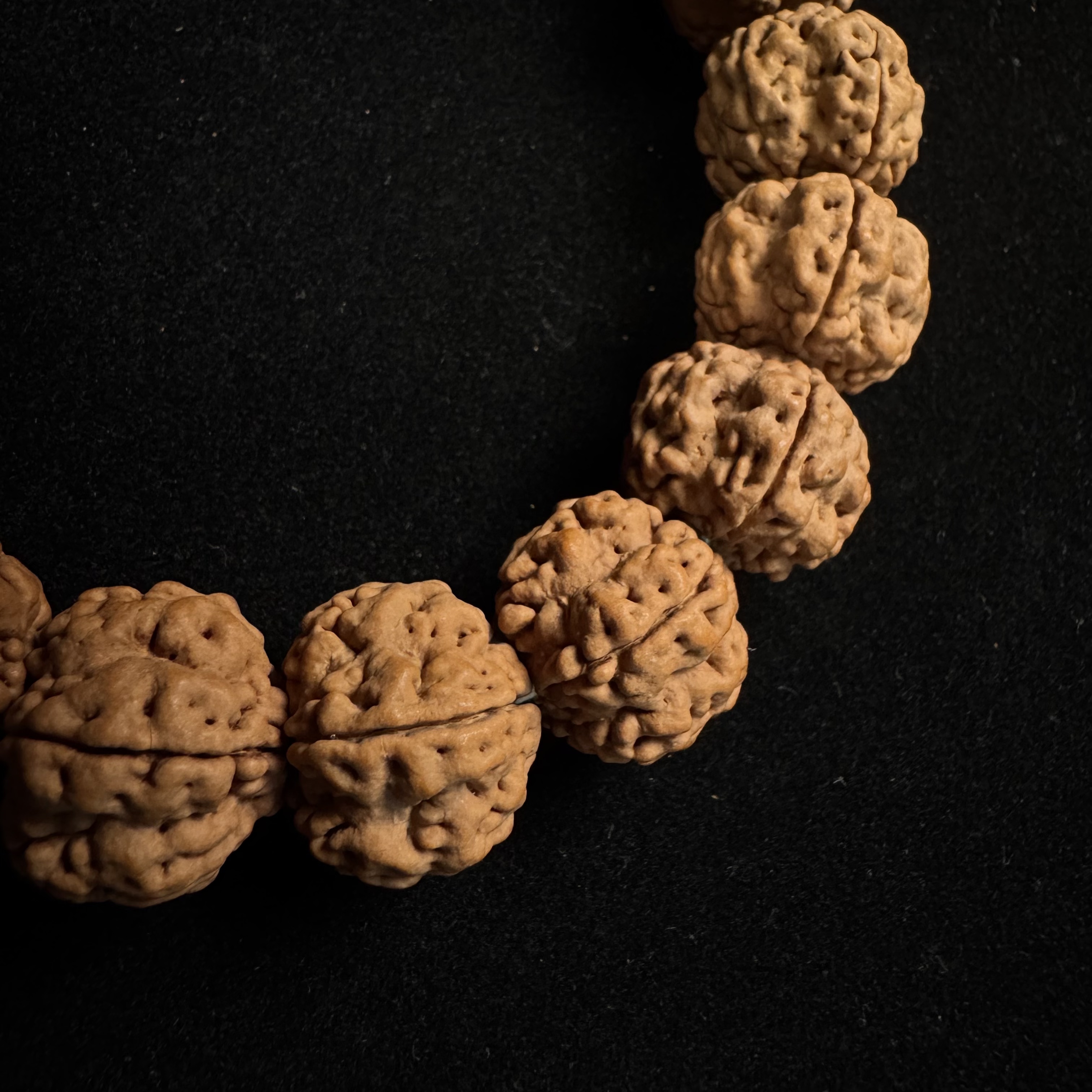 帝王花小金刚单圈