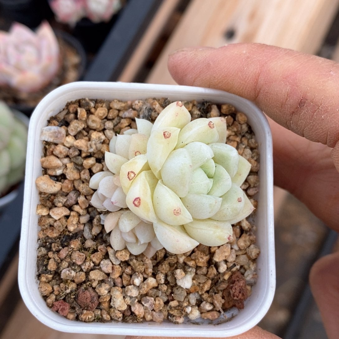 精品多肉一物一拍不包整186