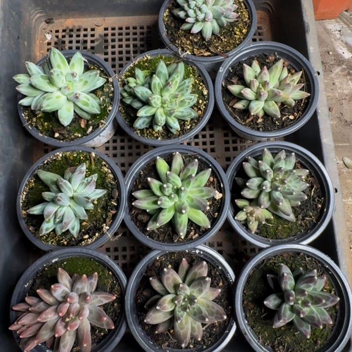 080多肉植物一物一拍