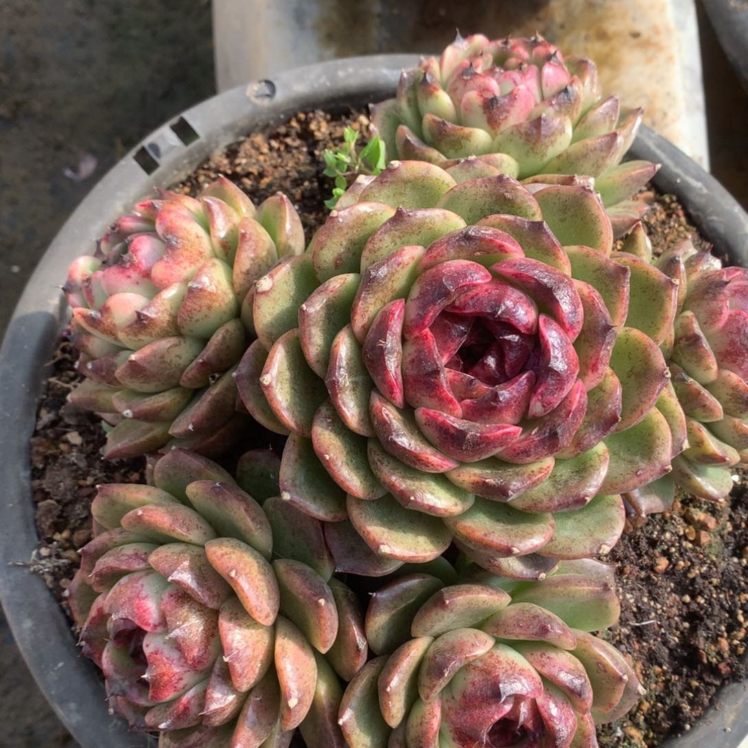 溜溜球炖肉一物一拍