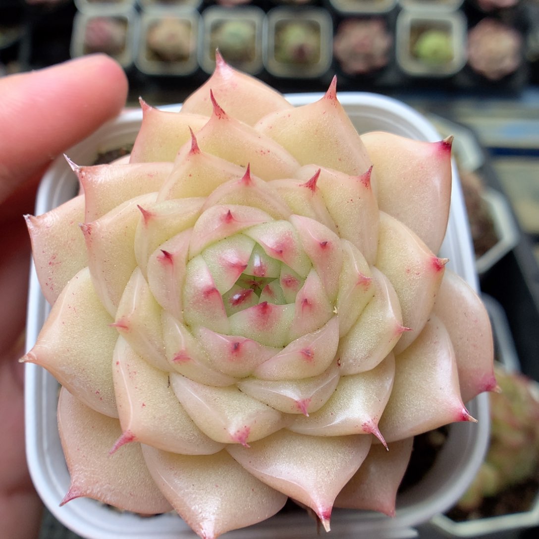 G99 ，20包邮两天凑单偏远不发货