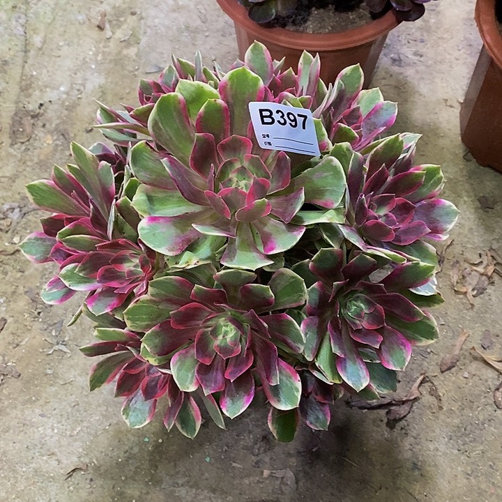 景**人幻莎多肉植物397