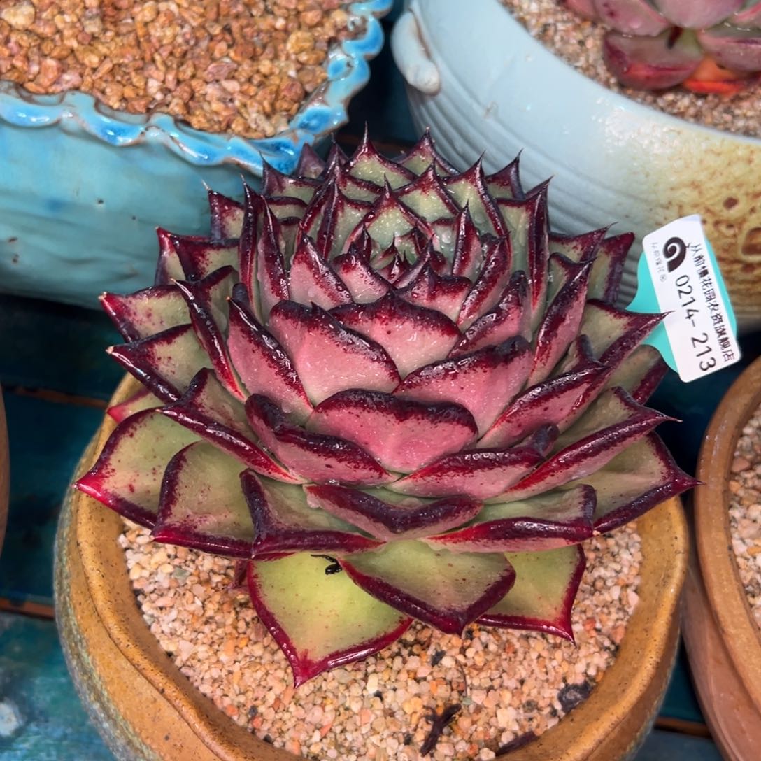 多肉一物一拍0214-213