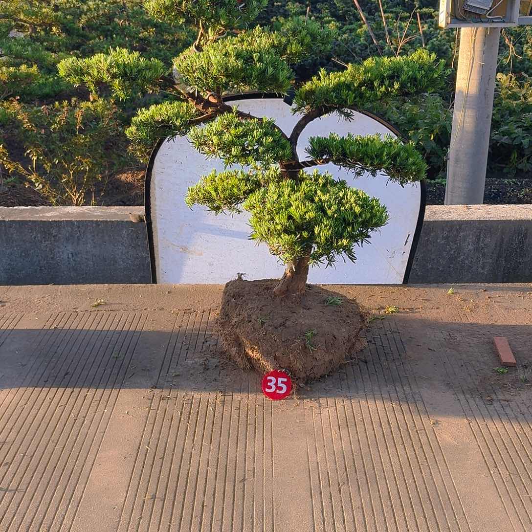知***错当前无花朵，栽培后可花朵