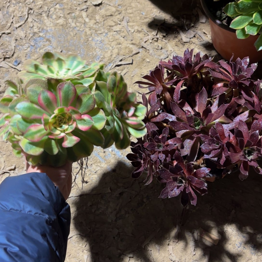 倾城凤凰各一颗9.9