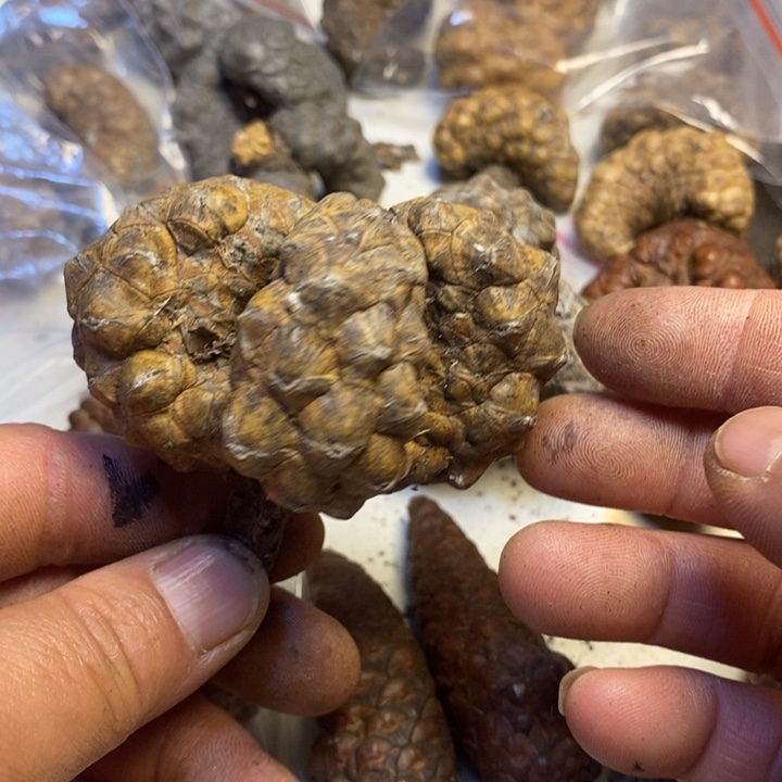 吊坠桃核东北特产129