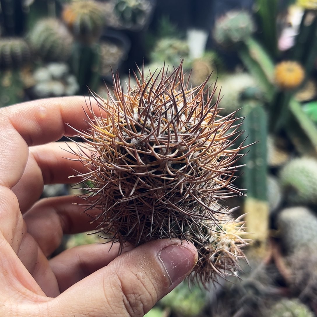 逆豹仙人球111111111