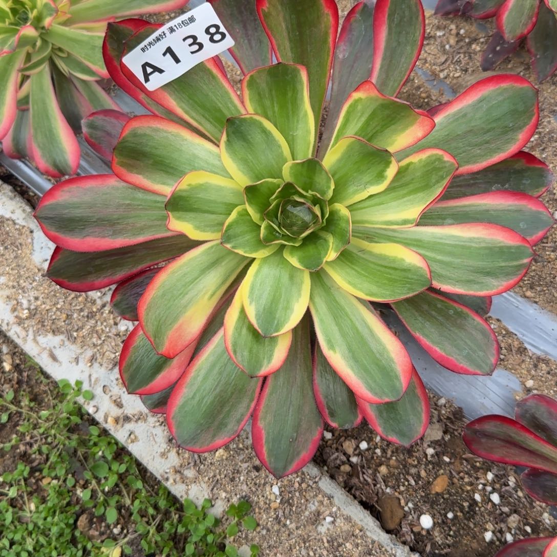 138红魔女。多肉植物