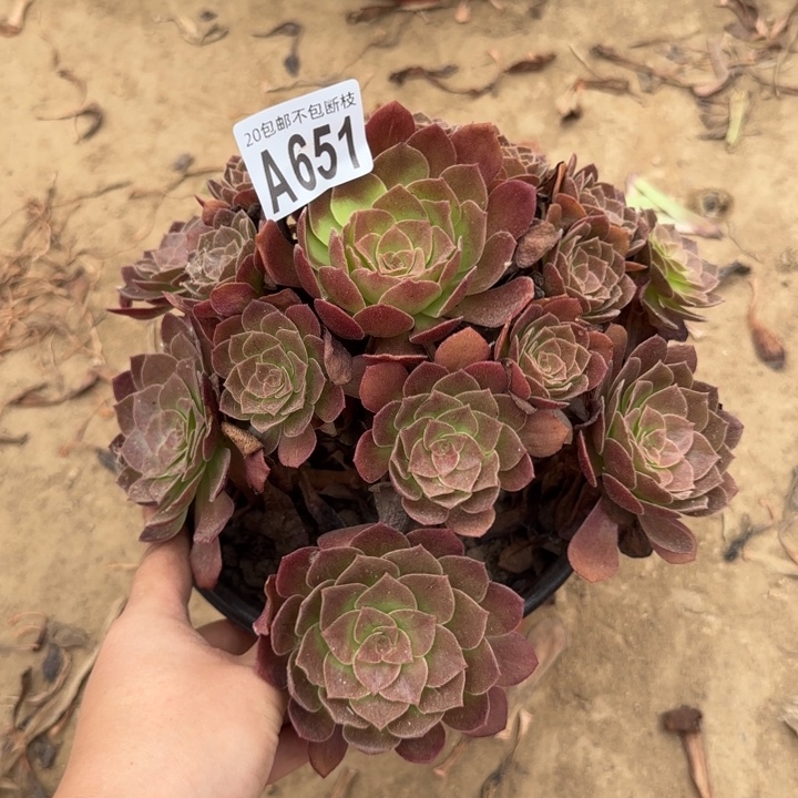 赤焰莲……多肉植物……